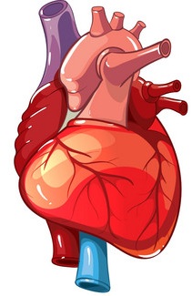 Heart
